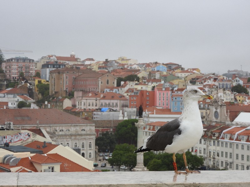 06 LISBONA Elevador De Santa Justa